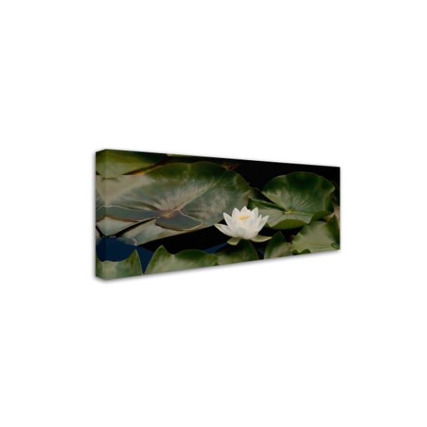 Kurt Shaffer 'One White Water Lily' Canvas Art,10x24